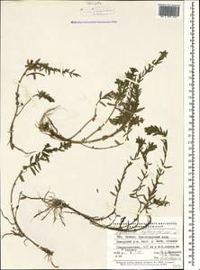 Lythrum hyssopifolia L., Caucasus, Krasnodar Krai & Adygea (K1a) (Russia)