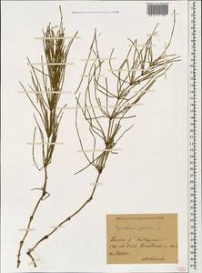 Equisetum palustre L., Caucasus, Stavropol Krai, Karachay-Cherkessia & Kabardino-Balkaria (K1b) (Russia)