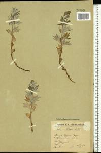 Artemisia tilesii Ledeb., Eastern Europe, Northern region (E1) (Russia)