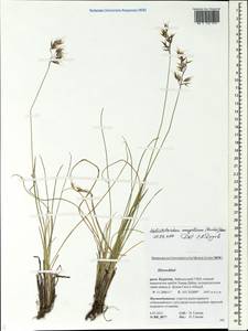 Helictotrichon mongolicum (Roshev.) Henrard, Siberia, Baikal & Transbaikal region (S4) (Russia)
