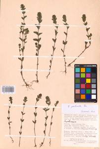 MHA 0 161 713, Euphrasia pectinata, Eastern Europe, Lower Volga region (E9) (Russia)