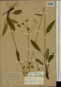 Hieracium lachenalii subsp. deductum (Sudre) Greuter, Eastern Europe, Moscow region (E4a) (Russia)