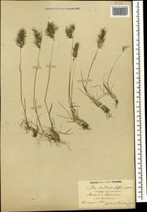 Poa bulbosa L., Caucasus, Azerbaijan (K6) (Azerbaijan)