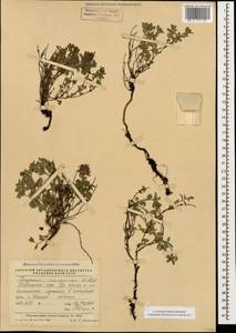 Thymus praecox subsp. caucasicus (Willd. ex Ronniger) Jalas, Caucasus, Abkhazia (K4a) (Abkhazia)