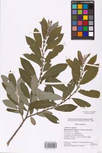 Salix cinerea L., Eastern Europe, Central forest-and-steppe region (E6) (Russia)