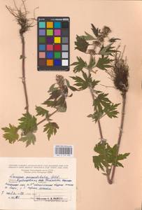 MHA 0 154 682, Leonurus quinquelobatus Gilib., Eastern Europe, Middle Volga region (E8) (Russia)