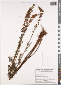 Pedicularis incarnata L., Siberia, Central Siberia (S3) (Russia)