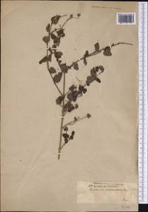 Lantana reticulata Pers., America (AMER) (Haiti)