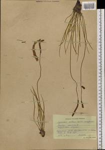 Plantago maritima L., Siberia, Altai & Sayany Mountains (S2) (Russia)