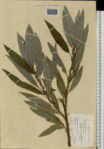 Salix dasyclados Wimmer, Eastern Europe, North-Western region (E2) (Russia)