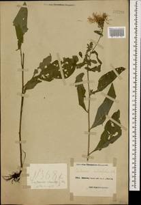 Centaurea phrygia subsp. salicifolia (M. Bieb. ex Willd.) Mikheev, Caucasus, Black Sea Shore (from Novorossiysk to Adler) (K3) (Russia)