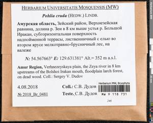 Pohlia cruda (Hedw.) Lindb., Bryophytes, Bryophytes - Russian Far East (excl. Chukotka & Kamchatka) (B20) (Russia)
