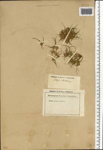 Cyperus michelianus (L.) Delile, Eastern Europe, Lower Volga region (E9) (Russia)