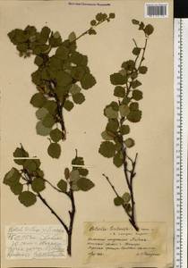 Betula intermedia var. sukatschewii (Soczava) Govaerts, Eastern Europe, Northern region (E1) (Russia)