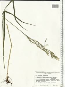 Bromus inermis Leyss., Eastern Europe, Belarus (E3a) (Belarus)