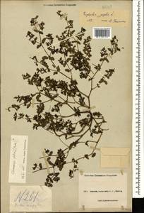 Euphorbia peplis L., Caucasus, Black Sea Shore (from Novorossiysk to Adler) (K3) (Russia)
