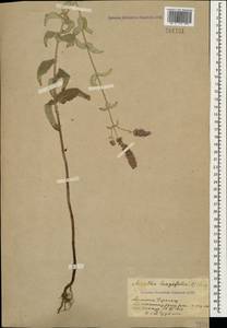 Mentha longifolia (L.) L., Caucasus, Armenia (K5) (Armenia)