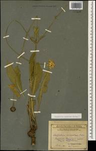 Cephalaria armeniaca Bordz., Caucasus, Armenia (K5) (Armenia)
