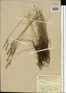 Festuca rubra L., Eastern Europe, Northern region (E1) (Russia)