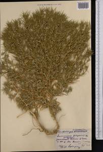 Ceratocarpus arenarius L., Middle Asia, Syr-Darian deserts & Kyzylkum (M7) (Uzbekistan)