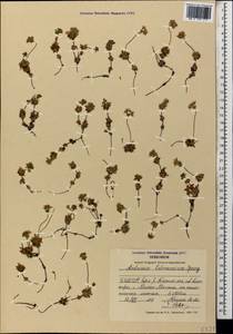 Androsace chamaejasme subsp. lehmanniana (Spreng.) Hultén, Caucasus, North Ossetia, Ingushetia & Chechnya (K1c) (Russia)