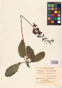 MHA 0 159 079, Verbascum phoeniceum L., Eastern Europe, North Ukrainian region (E11) (Ukraine)