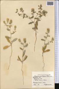 Cousinia erectispina Tscherneva, Middle Asia, Syr-Darian deserts & Kyzylkum (M7) (Uzbekistan)