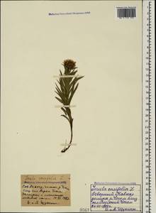 Pentanema ensifolium (L.) D. Gut. Larr., Santos-Vicente, Anderb., E. Rico & M. M. Mart. Ort., Caucasus, Stavropol Krai, Karachay-Cherkessia & Kabardino-Balkaria (K1b) (Russia)