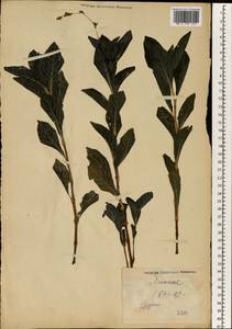 Polygonum, South Asia, South Asia (Asia outside ex-Soviet states and Mongolia) (ASIA) (Japan)