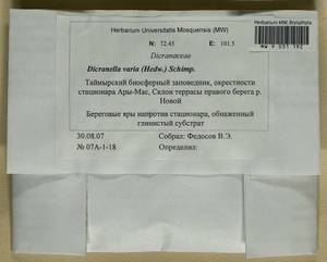 Dicranella varia (Hedw.) Schimp., Bryophytes, Bryophytes - Krasnoyarsk Krai, Tyva & Khakassia (B17) (Russia)