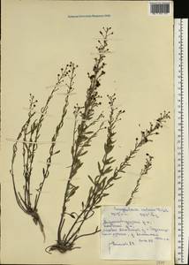 Scrophularia cretacea Fisch., Eastern Europe, North Ukrainian region (E11) (Ukraine)