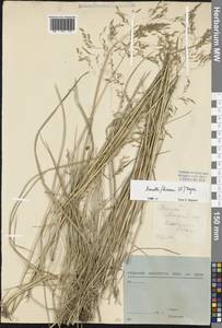 Avenella flexuosa (L.) Drejer, Eastern Europe, North-Western region (E2) (Russia)