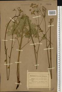 Physospermum cornubiense (L.) DC., Eastern Europe, Rostov Oblast (E12a) (Russia)