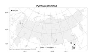 Pyrrosia petiolosa (Christ) Ching, Atlas of the Russian Flora (FLORUS) (Russia)