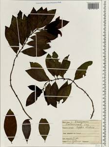 Coffea arabica L., South Asia, South Asia (Asia outside ex-Soviet states and Mongolia) (ASIA) (India)