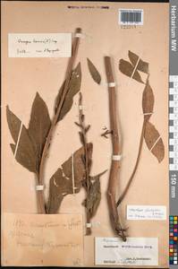 Oenothera glazioviana Micheli, Eastern Europe, Central forest-and-steppe region (E6) (Russia)