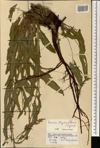 Rumex thyrsiflorus Fingerh., Mongolia (MONG) (Mongolia)