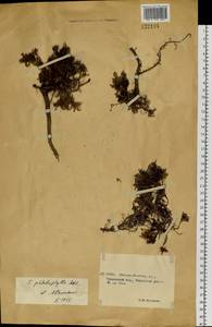Salix phlebophylla Andersson, Siberia, Chukotka & Kamchatka (S7) (Russia)