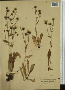 Hieracium amplexicaule subsp. berardianum (Arv.-Touv.) Zahn, Western Europe (EUR) (Switzerland)