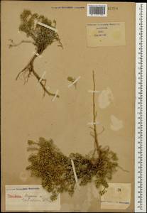Odontarrhena tortuosa (Waldst. & Kit. ex Willd.) C.A.Mey., Caucasus (no precise locality) (K0)