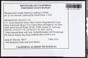 Dicranoweisia cirrata (Hedw.) Lindb. ex Milde, Bryophytes, Bryophytes - America (BAm) (United States)