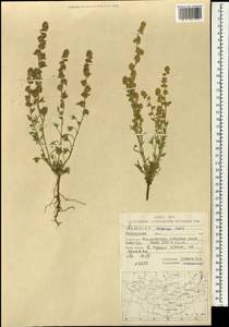 Artemisia caespitosa Ledeb., Mongolia (MONG) (Mongolia)