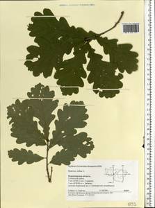 Quercus robur L., Eastern Europe, Central region (E4) (Russia)