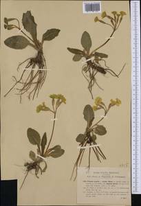 Primula ×digenea A. Kern., Western Europe (EUR) (Italy)