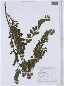Spiraea, Eastern Europe, Central forest-and-steppe region (E6) (Russia)