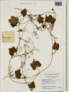 Echinocystis lobata (Michx.) Torr. & Gray, Crimea (KRYM) (Russia)