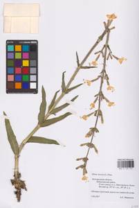 Silene viscosa (L.) Pers., Eastern Europe, Central forest-and-steppe region (E6) (Russia)