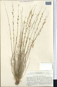 Astragalus eremospartoides Regel, Middle Asia, Western Tian Shan & Karatau (M3) (Kazakhstan)