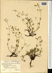 Helianthemum buschii (Palib.) Juz. & Pozd., Caucasus, Stavropol Krai, Karachay-Cherkessia & Kabardino-Balkaria (K1b) (Russia)
