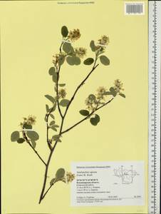 Amelanchier humilis Wiegand, Eastern Europe, Central region (E4) (Russia)